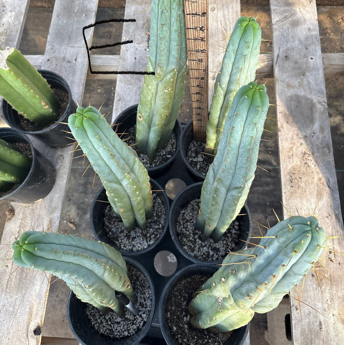 #EC14 Exact Trichocereus Bridgesii "Jiimz Twin Spine" Potted Cactus A-E-Cactus - Large - Exact-The Succulent Source
