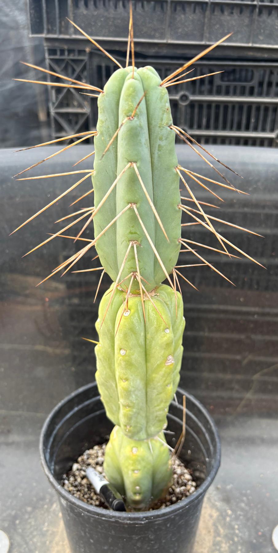 #EC14 Exact Trichocereus Bridgesii "Jiimz Twin Spine" Potted Cactus A-E-Cactus - Large - Exact-The Succulent Source