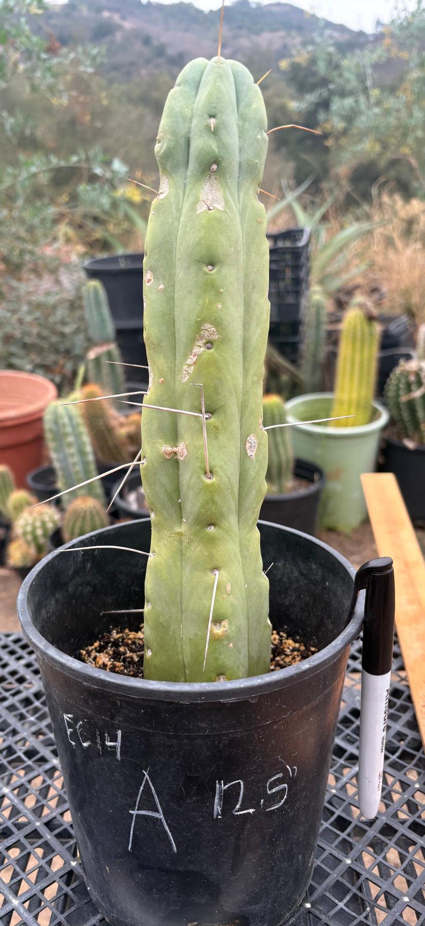 #EC14 Exact Trichocereus Bridgesii "Jiimz Twin Spine" Potted Cactus A-E-Cactus - Large - Exact-The Succulent Source
