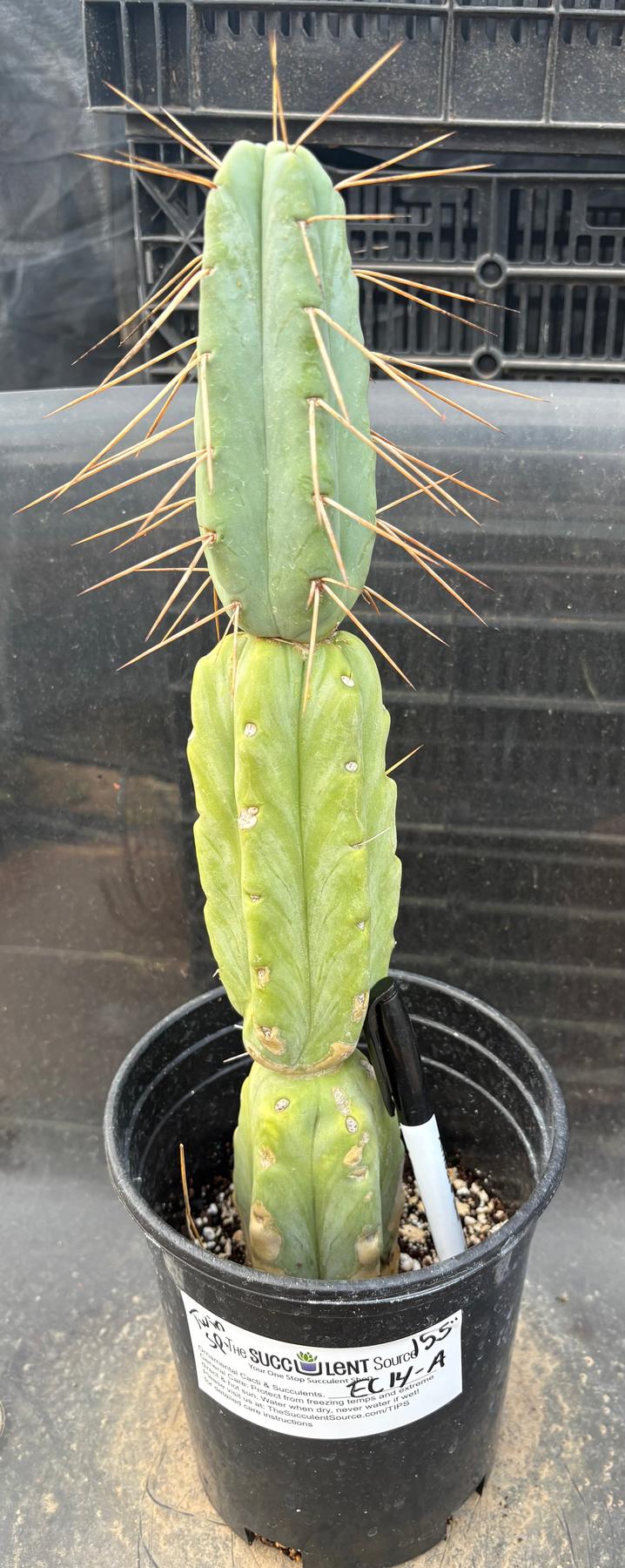 #EC14 Exact Trichocereus Bridgesii "Jiimz Twin Spine" Potted Cactus A-E-Cactus - Large - Exact-The Succulent Source