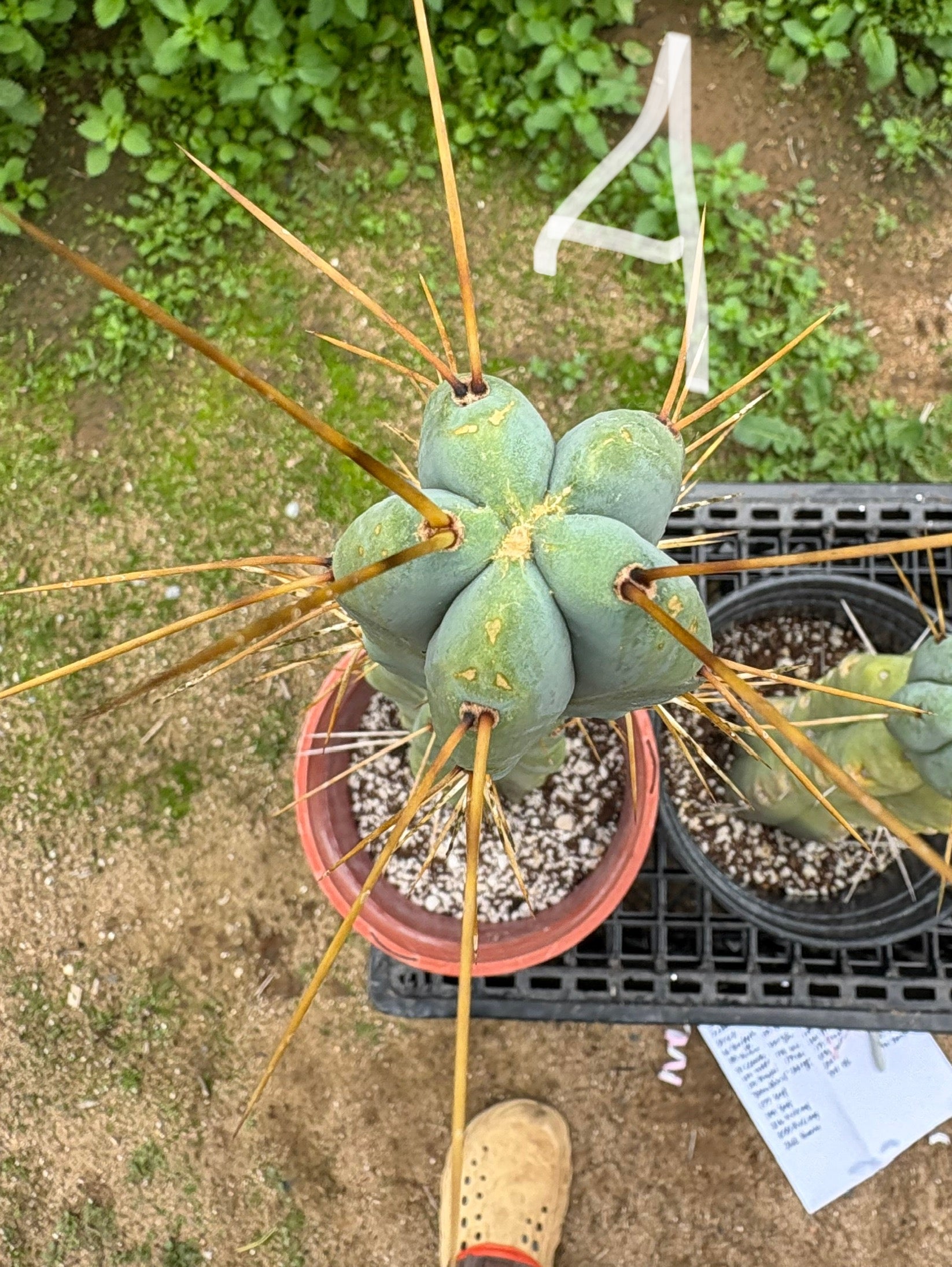 EC14 Exact Trichocereus Bridgesii 