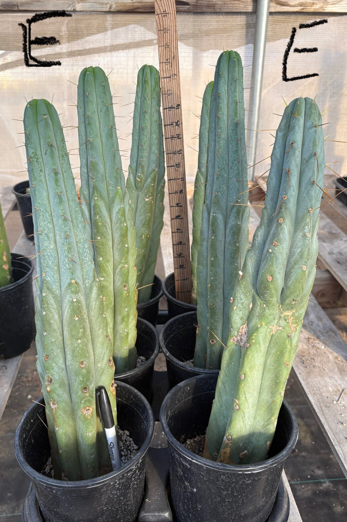 #EC14 Exact Trichocereus Bridgesii "Jiimz Twin Spine" Potted Cactus A-E-Cactus - Large - Exact-The Succulent Source