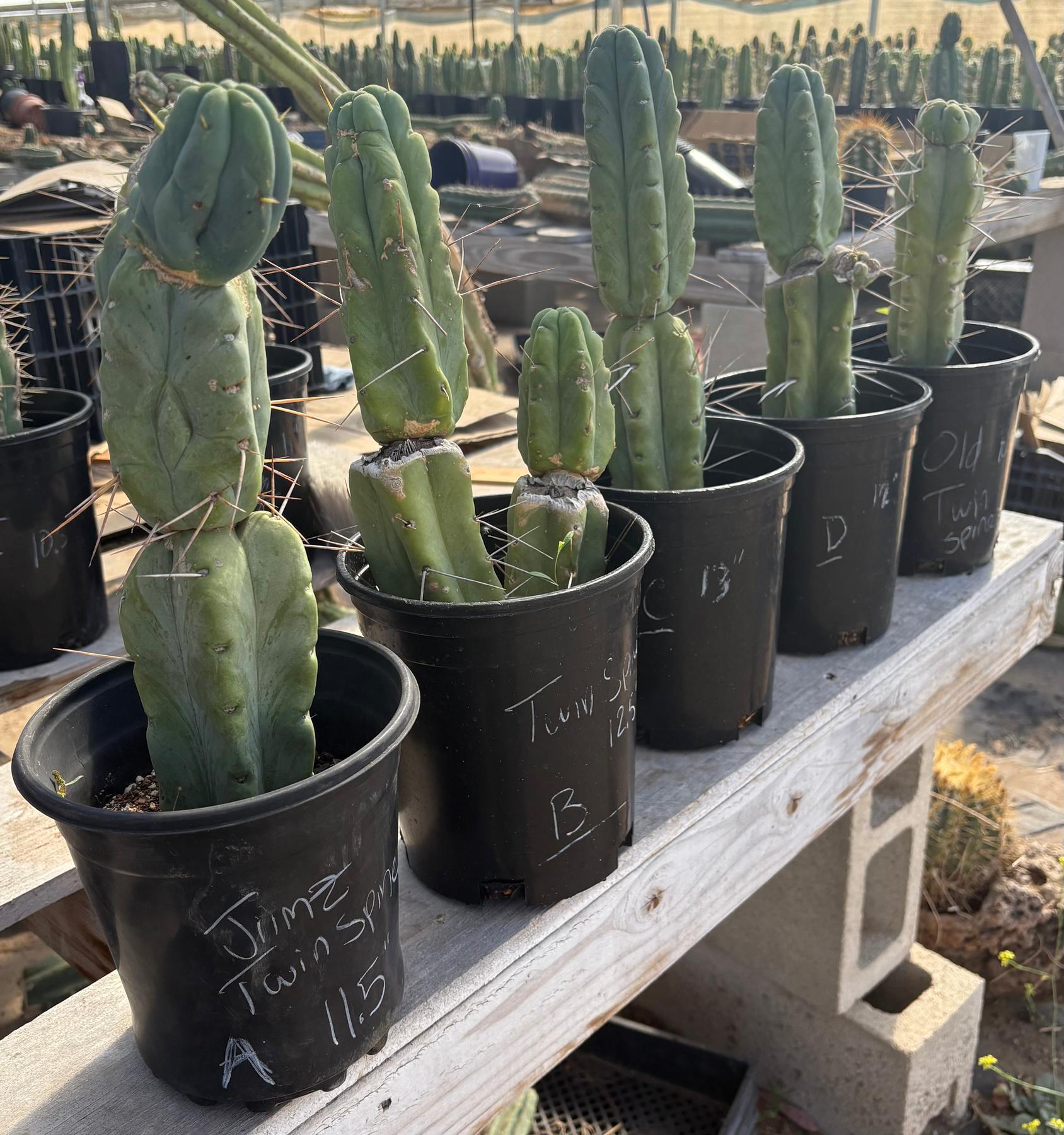 #EC14 Exact Trichocereus Bridgesii "Jiimz Twin Spine" Potted Cactus A-E-Cactus - Large - Exact-The Succulent Source