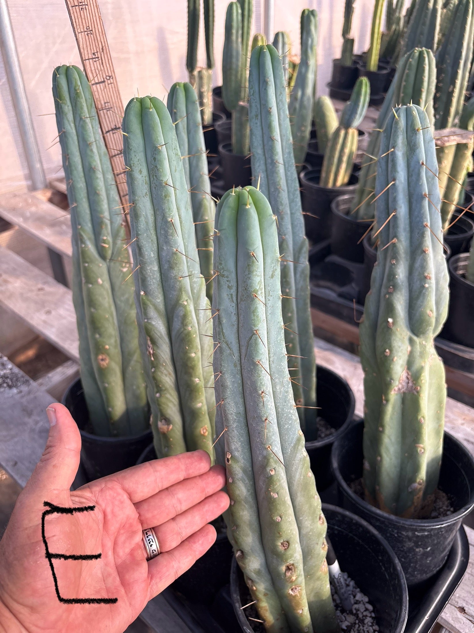 #EC14 Exact Trichocereus Bridgesii "Jiimz Twin Spine" Potted Cactus A-E-Cactus - Large - Exact-The Succulent Source