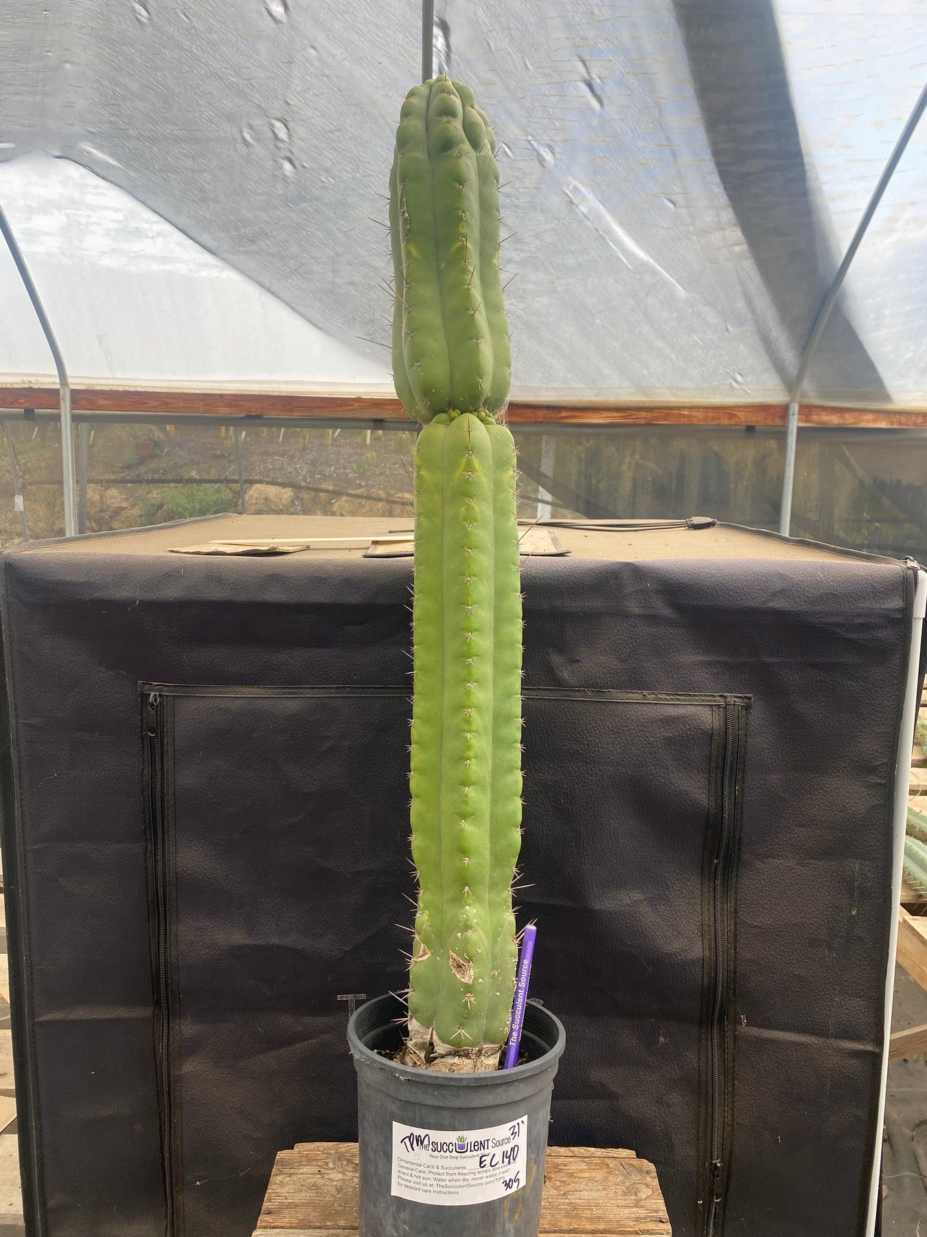 #EC140 EXACT Trichocereus Pachanoi Monstrose Cactus 31”-Cactus - Large - Exact-The Succulent Source
