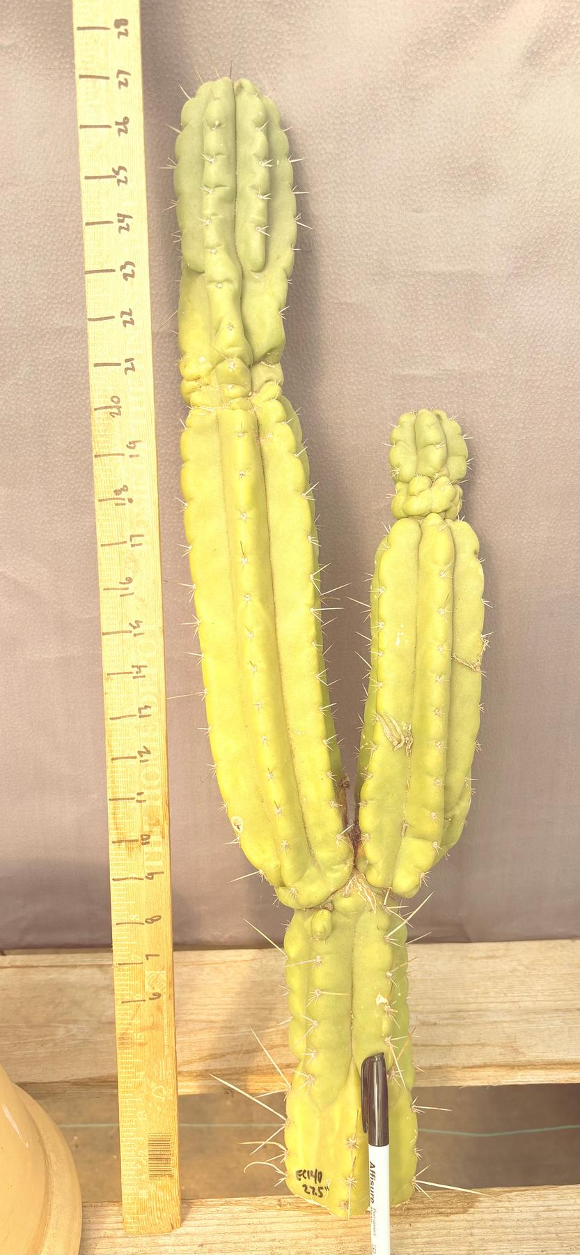 #EC140 EXACT Trichocereus Pachanoi Monstrose TPM Cactus Cutting 27.5”-Cactus - Large - Exact-The Succulent Source