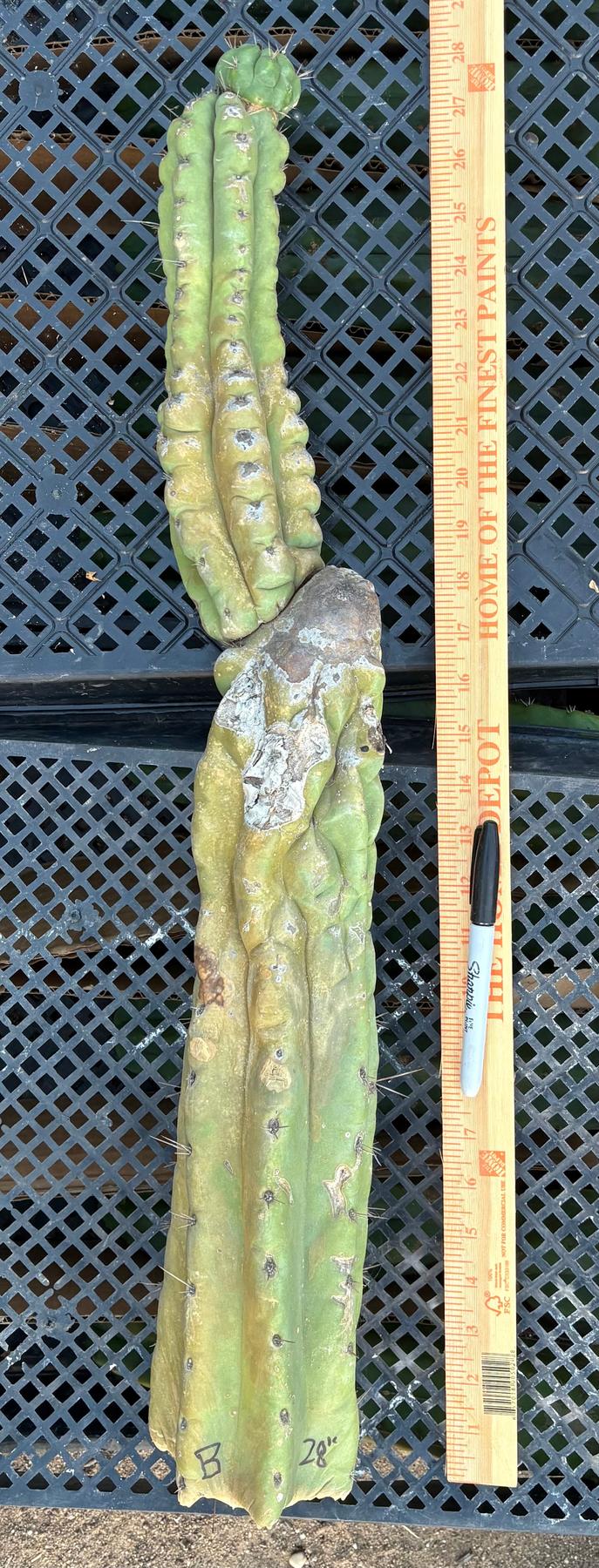 #EC140 EXACT Trichocereus Pachanoi Monstrose TPM Cactus 28”-Cactus - Large - Exact-The Succulent Source