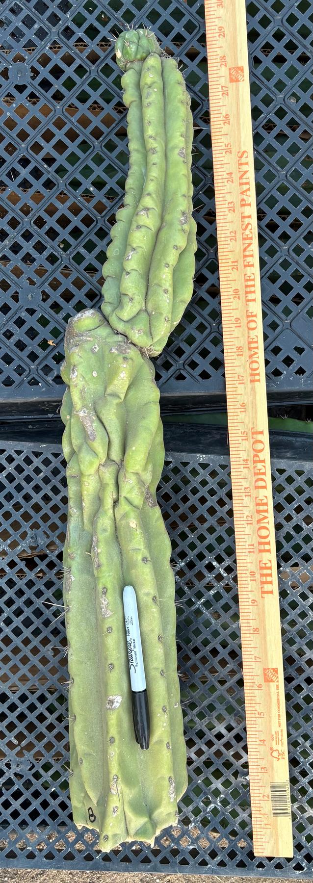 #EC140 EXACT Trichocereus Pachanoi Monstrose TPM Cactus 28”-Cactus - Large - Exact-The Succulent Source