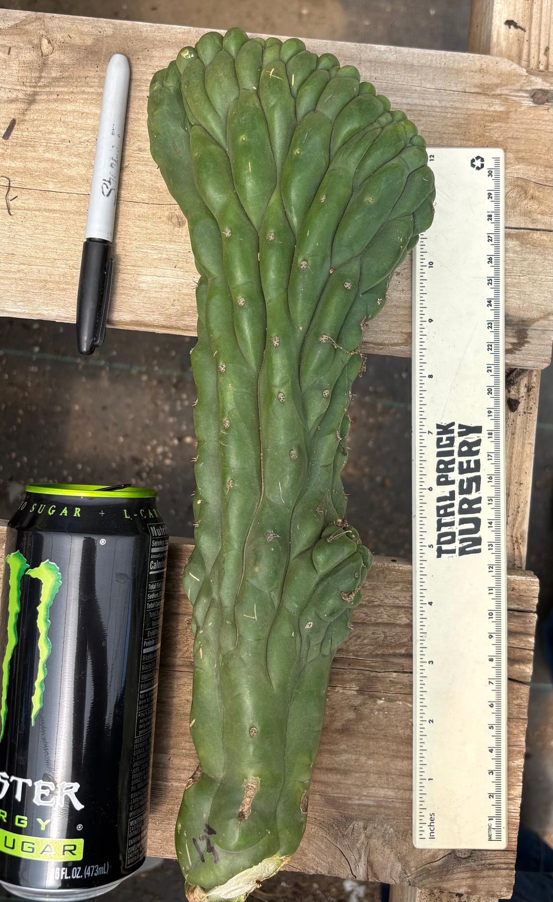 #EC140 EXACT Trichocereus Pachanoi Monstrose TPM Crested Cactus Cutting-Cactus - Large - Exact-The Succulent Source