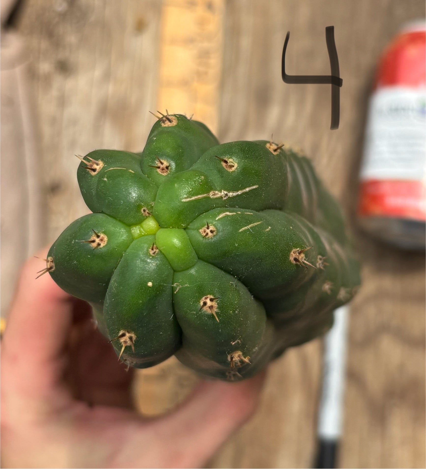 #EC140 EXACT Trichocereus Pachanoi Monstrose TPM Cactus Cuttings-Cactus - Large - Exact-The Succulent Source