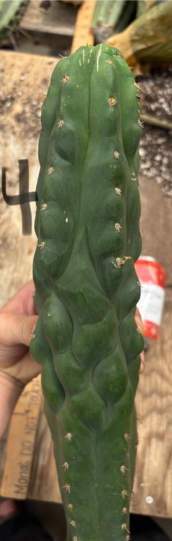 #EC140 EXACT Trichocereus Pachanoi Monstrose TPM Cactus Cuttings-Cactus - Large - Exact-The Succulent Source