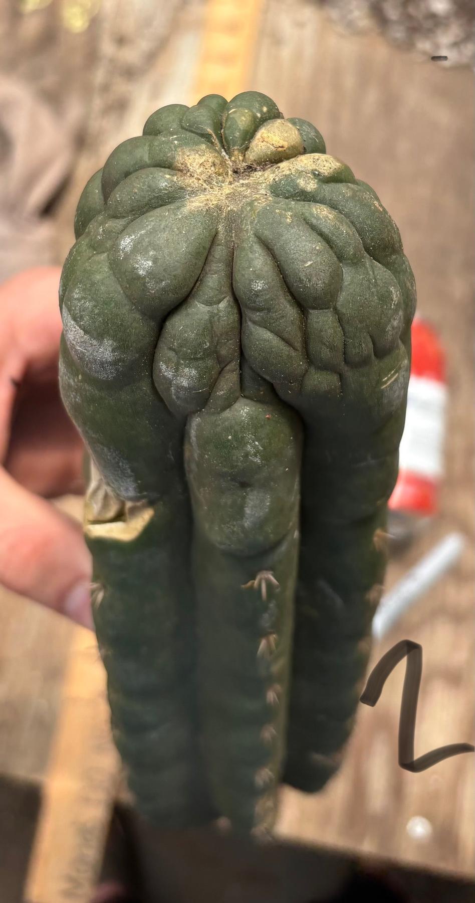 #EC140 EXACT Trichocereus Pachanoi Monstrose TPM Cactus Cuttings-Cactus - Large - Exact-The Succulent Source
