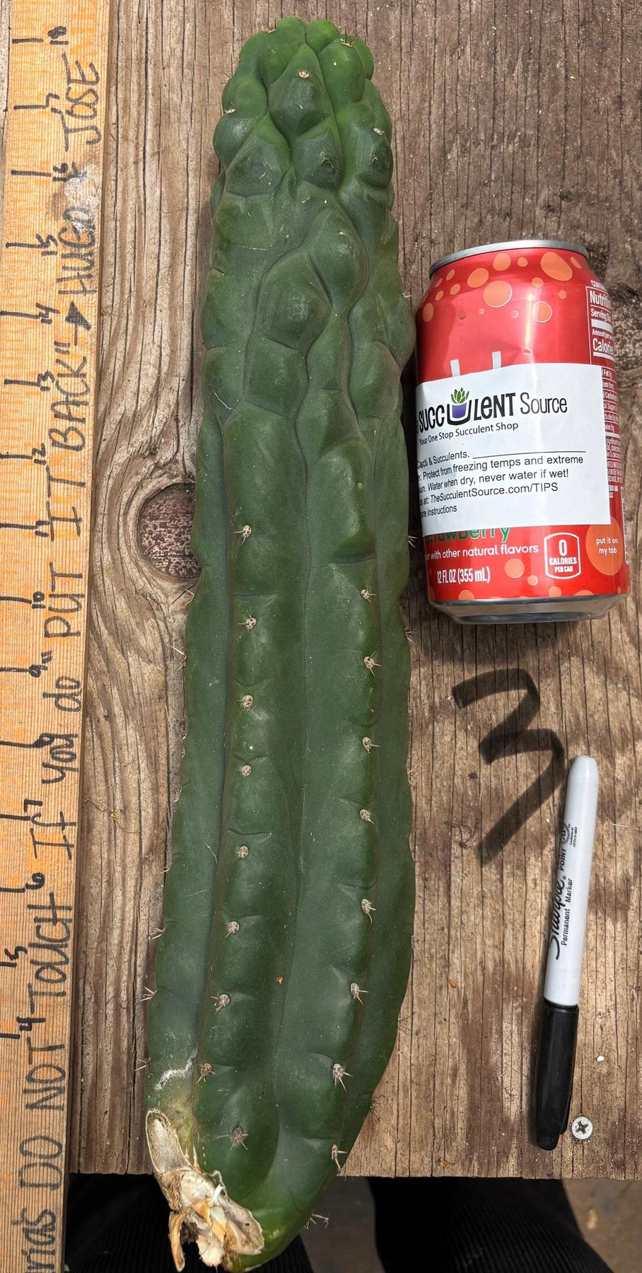 #EC140 EXACT Trichocereus Pachanoi Monstrose TPM Cactus Cuttings-Cactus - Large - Exact-The Succulent Source