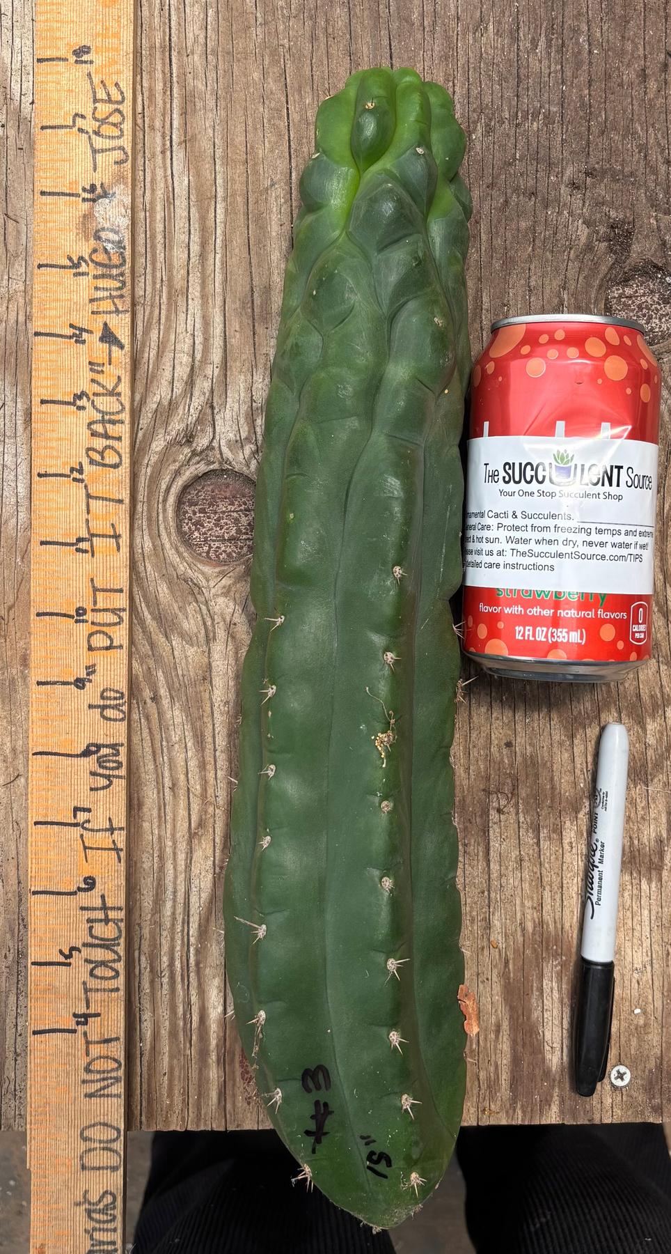#EC140 EXACT Trichocereus Pachanoi Monstrose TPM Cactus Cuttings-Cactus - Large - Exact-The Succulent Source