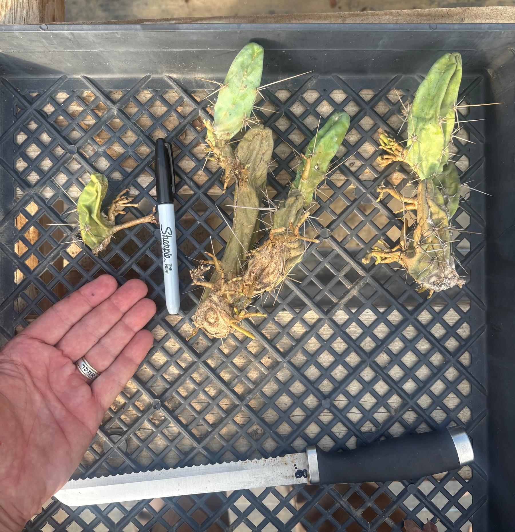 #EC141 EXACT Trichocereus Bridgesii Monstrose TBM Penis Cactus TLC-Cactus - Large - Exact-The Succulent Source