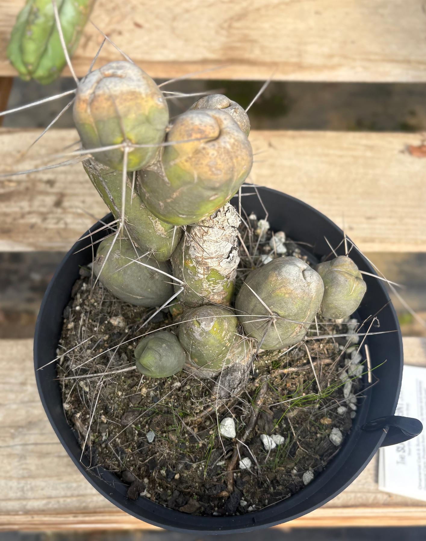 #EC141 EXACT Trichocereus Bridgesii Monstrose TBM Penis Cactus TLC-Cactus - Large - Exact-The Succulent Source