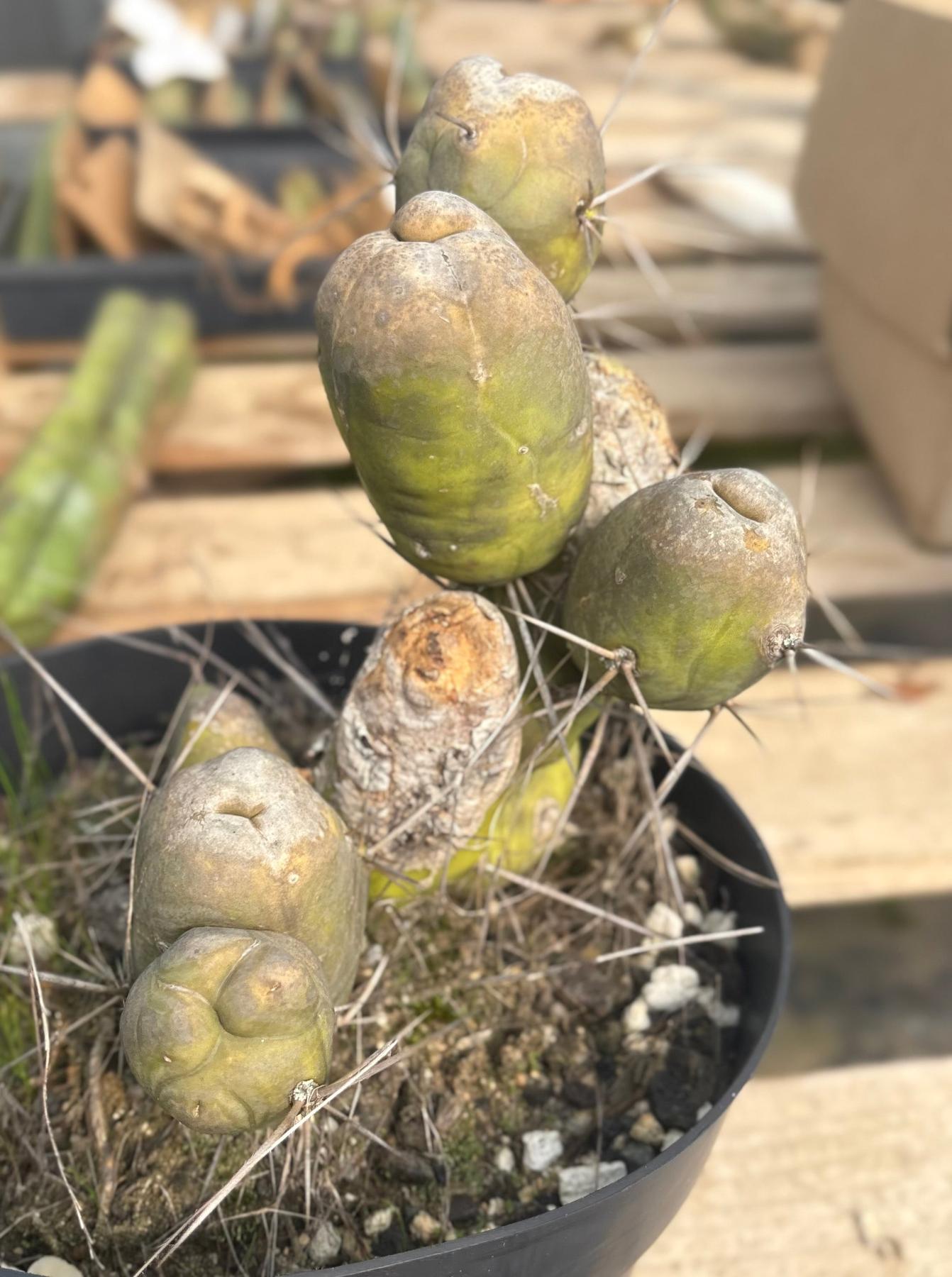 #EC141 EXACT Trichocereus Bridgesii Monstrose TBM Penis Cactus TLC-Cactus - Large - Exact-The Succulent Source