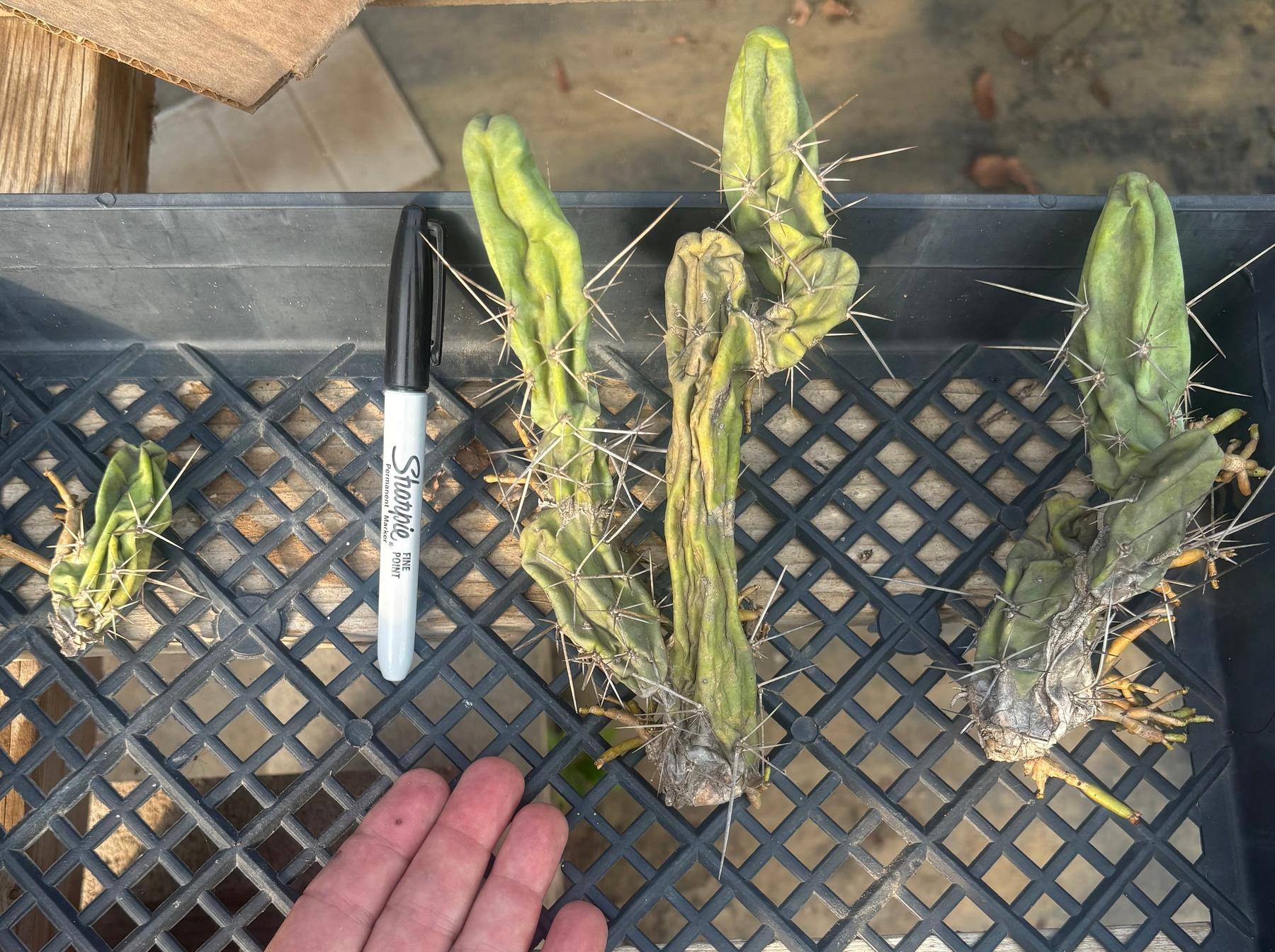 #EC141 EXACT Trichocereus Bridgesii Monstrose TBM Penis Cactus TLC-Cactus - Large - Exact-The Succulent Source