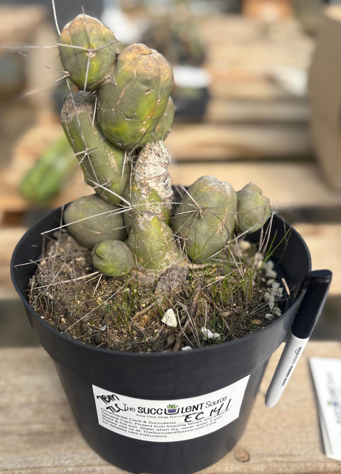 #EC141 EXACT Trichocereus Bridgesii Monstrose TBM Penis Cactus TLC-Cactus - Large - Exact-The Succulent Source