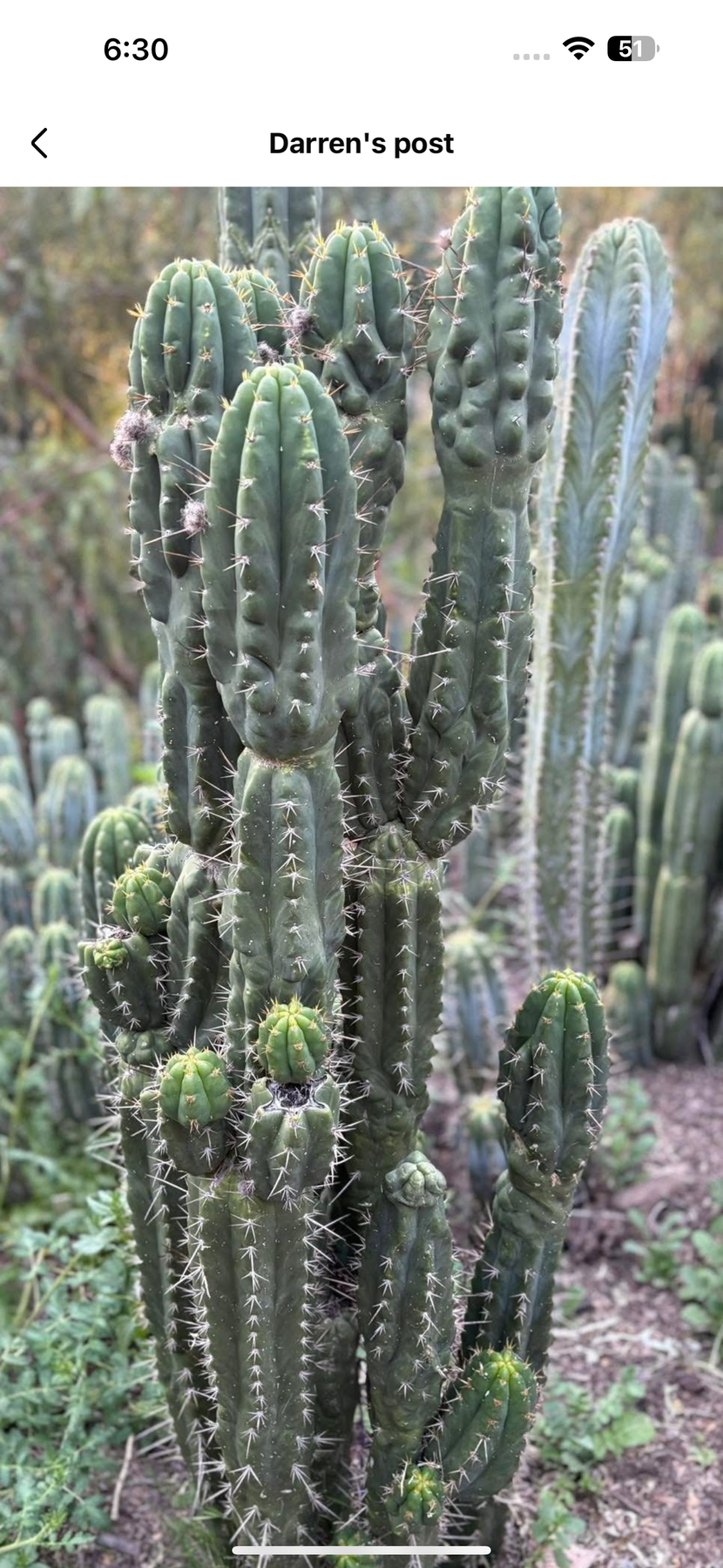 #EC142 EXACT Trichocereus Bob’s Monstrose Creation BMC Cactus 12” Cutting-Cactus - Large - Exact-The Succulent Source