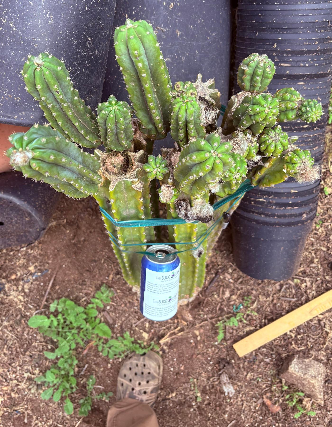 #EC143 EXACT Trichocereus Pachanoi PC Cactus Cutting 32”+-Cactus - Large - Exact-The Succulent Source