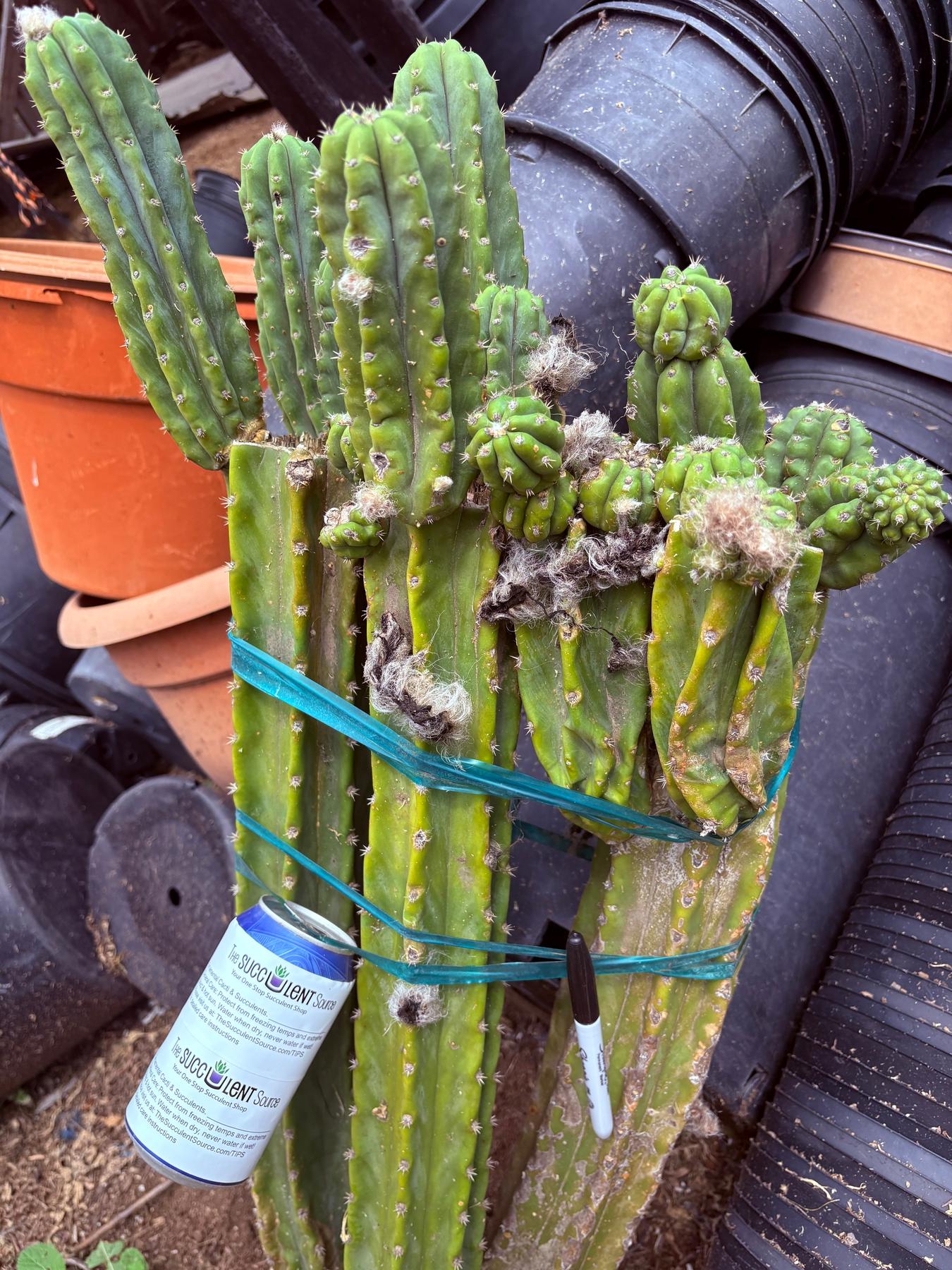 #EC143 EXACT Trichocereus Pachanoi PC Cactus Cutting 32”+-Cactus - Large - Exact-The Succulent Source