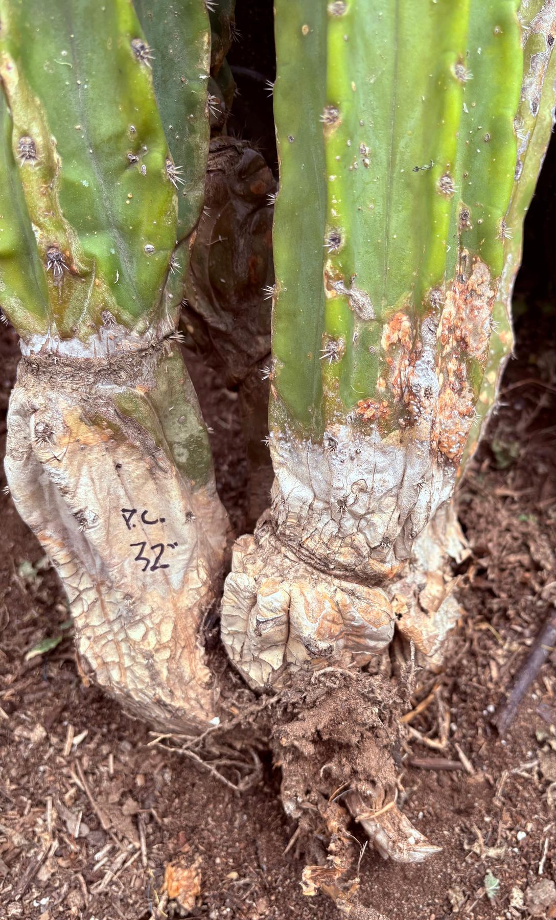 #EC143 EXACT Trichocereus Pachanoi PC Cactus Cutting 32”+-Cactus - Large - Exact-The Succulent Source