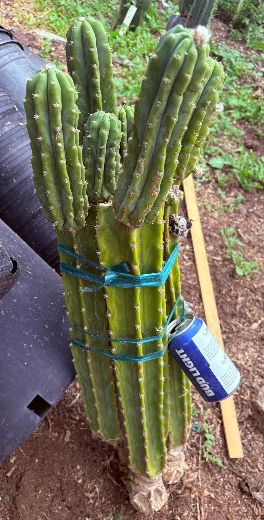 #EC143 EXACT Trichocereus Pachanoi PC Cactus Cutting 32”+-Cactus - Large - Exact-The Succulent Source