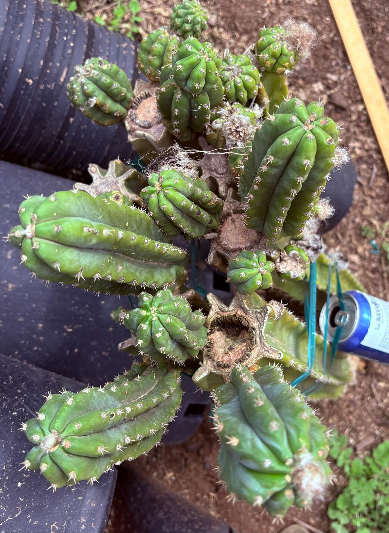 #EC143 EXACT Trichocereus Pachanoi PC Cactus Cutting 32”+-Cactus - Large - Exact-The Succulent Source