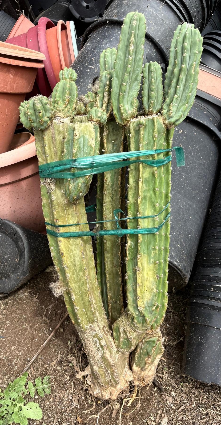 #EC143 EXACT Trichocereus Pachanoi PC Cactus Cutting 32”+-Cactus - Large - Exact-The Succulent Source