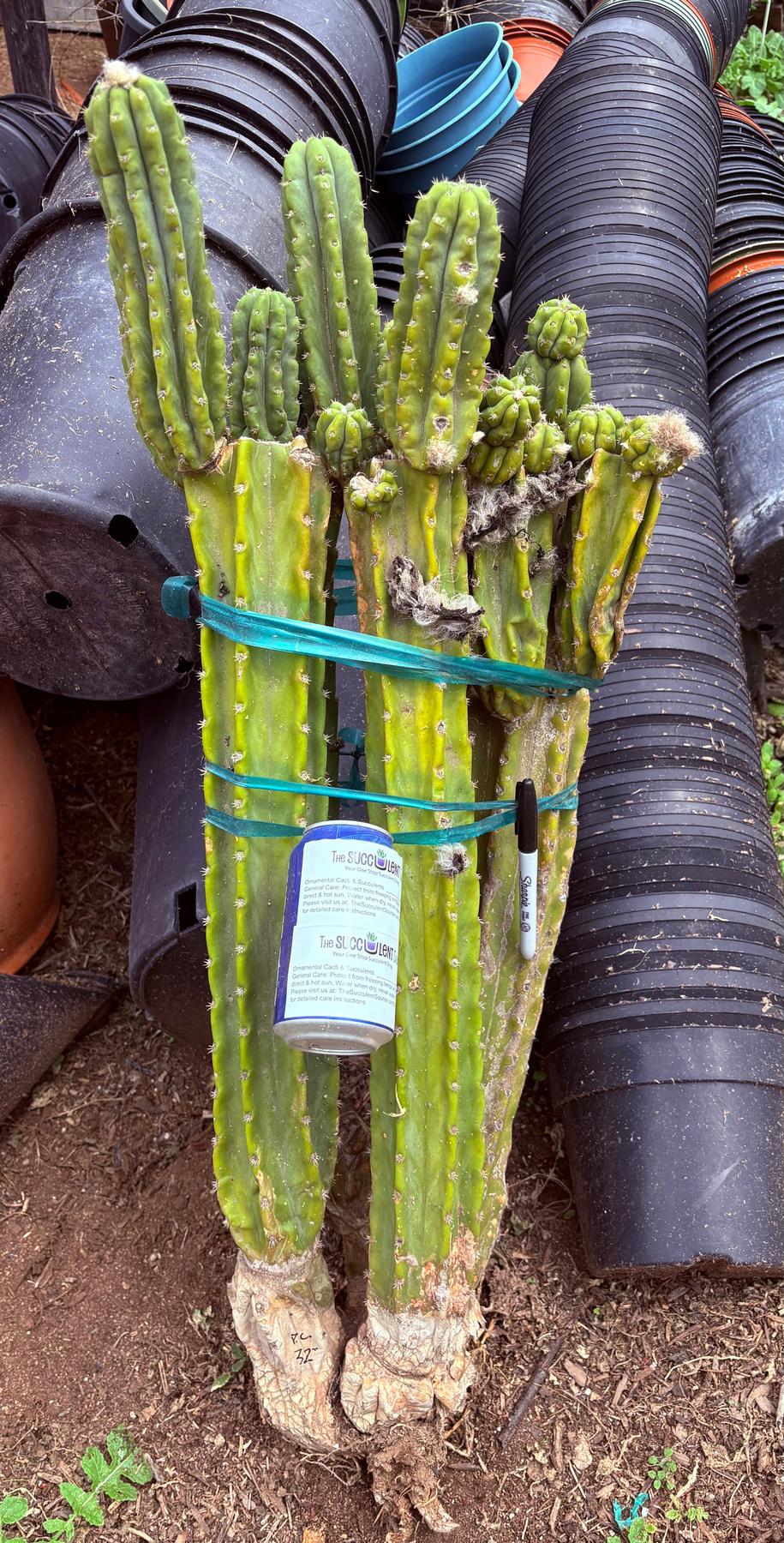 #EC143 EXACT Trichocereus Pachanoi PC Cactus Cutting 32”+-Cactus - Large - Exact-The Succulent Source