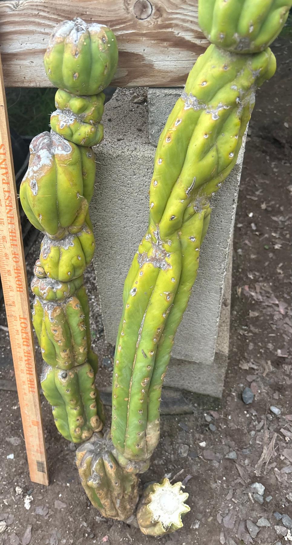 #EC143 EXACT Trichocereus Pachanoi PC Cactus Cutting 35”-Cactus - Large - Exact-The Succulent Source