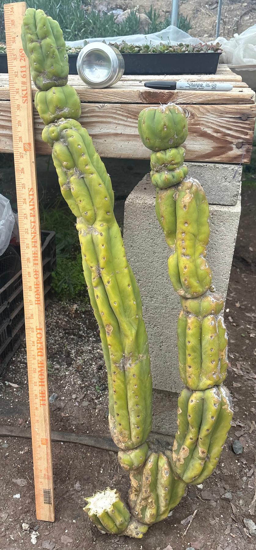 #EC143 EXACT Trichocereus Pachanoi PC Cactus Cutting 35”-Cactus - Large - Exact-The Succulent Source