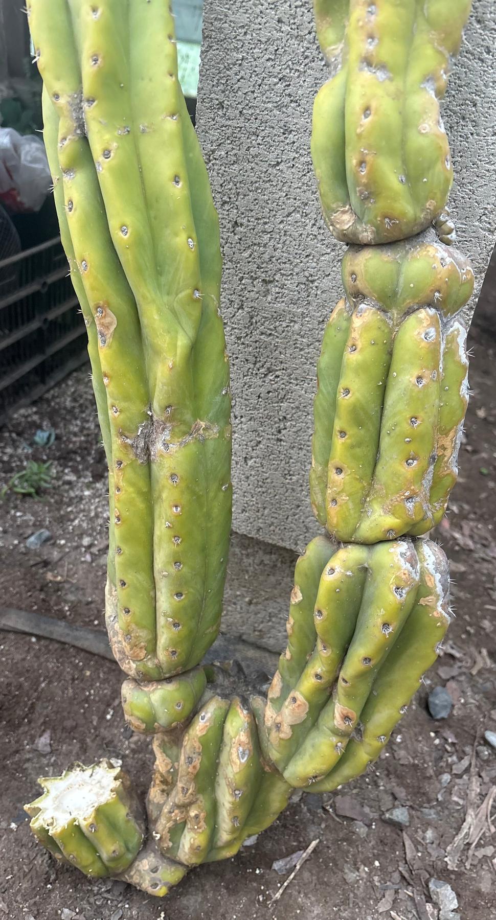 #EC143 EXACT Trichocereus Pachanoi PC Cactus Cutting 35”-Cactus - Large - Exact-The Succulent Source