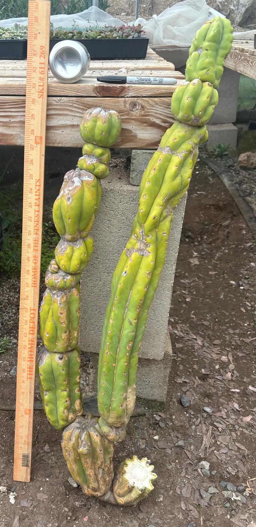 #EC143 EXACT Trichocereus Pachanoi PC Cactus Cutting 35”-Cactus - Large - Exact-The Succulent Source