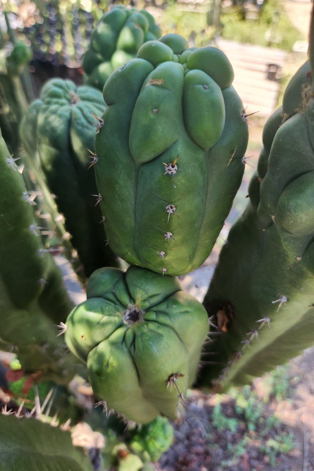 #EC144 EXACT Trichocereus Pachanoi Monstrose TPM Cactus Cutting-Cactus - Large - Exact-The Succulent Source