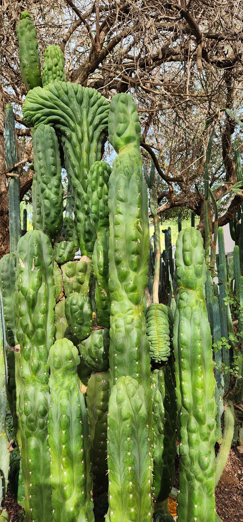 #EC144 EXACT Trichocereus Pachanoi Monstrose TPM Cactus Cutting-Cactus - Large - Exact-The Succulent Source