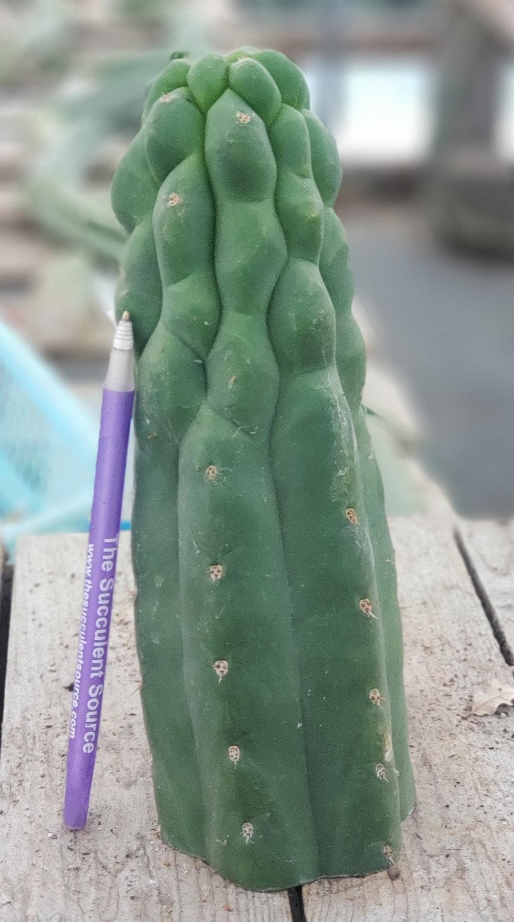 #EC144 EXACT Trichocereus Pachanoi Monstrose Cactus Cutting 7-8"-Cactus - Large - Exact-The Succulent Source