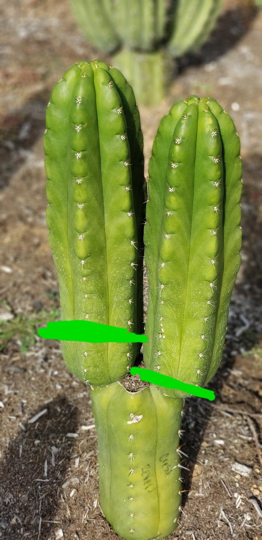 #EC144 EXACT Trichocereus Pachanoi Monstrose Cactus Cutting 8-10"-Cactus - Large - Exact-The Succulent Source