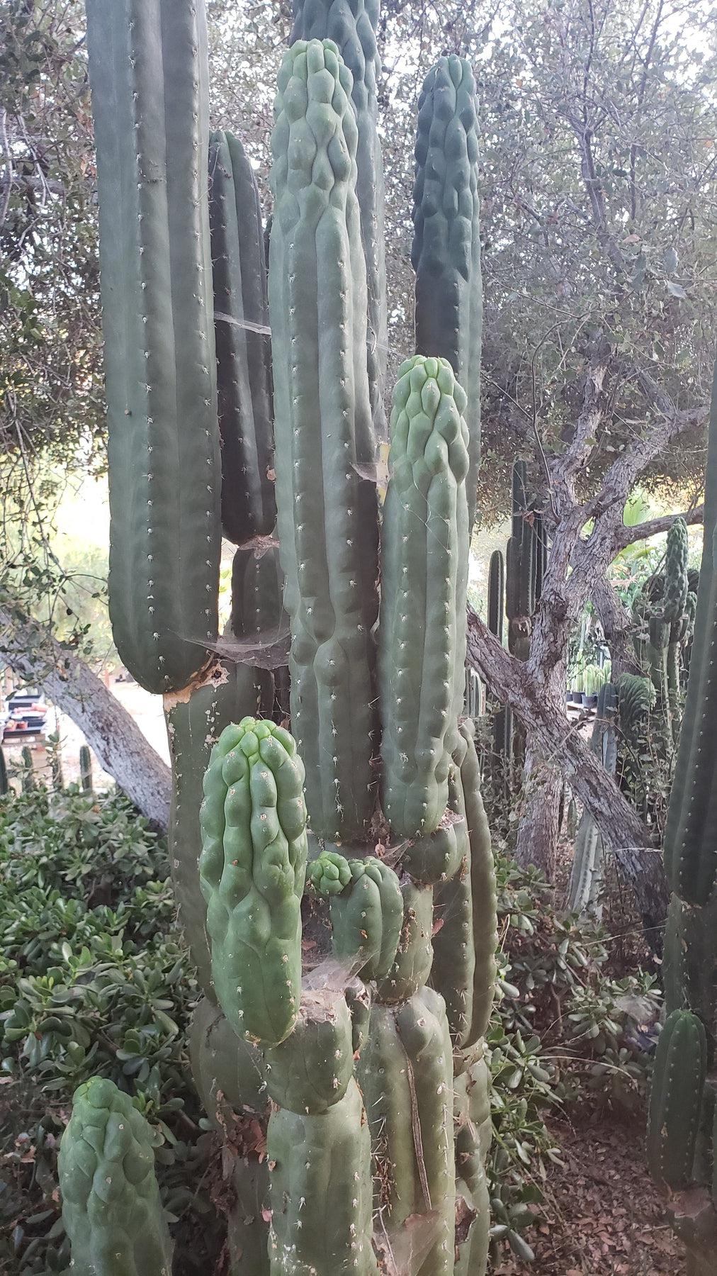 #EC144 EXACT Trichocereus Pachanoi Monstrose Cactus Cutting 7-8"-Cactus - Large - Exact-The Succulent Source