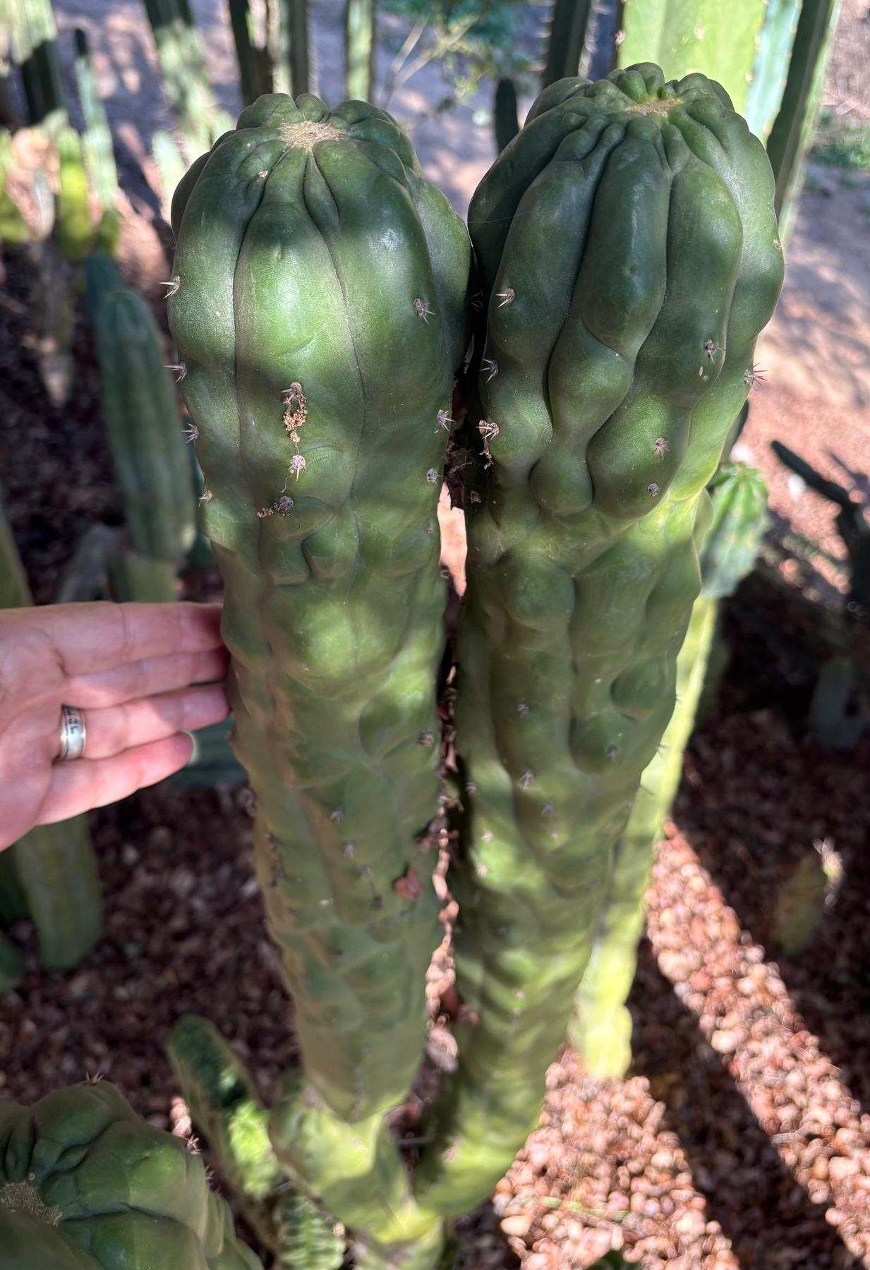 #EC144 EXACT Trichocereus Pachanoi Monstrose TPM Cactus Cuttings-Cactus - Large - Exact-The Succulent Source