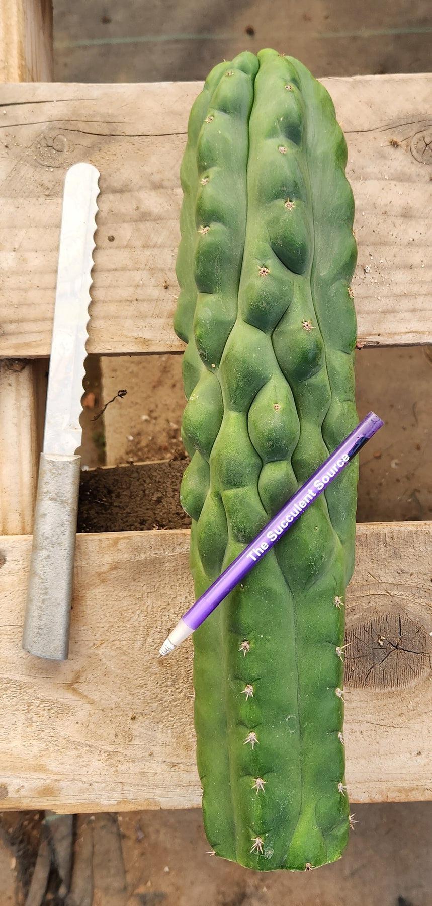 #EC144 EXACT Trichocereus Pachanoi Monstrose TPM Cactus Cutting-Cactus - Large - Exact-The Succulent Source