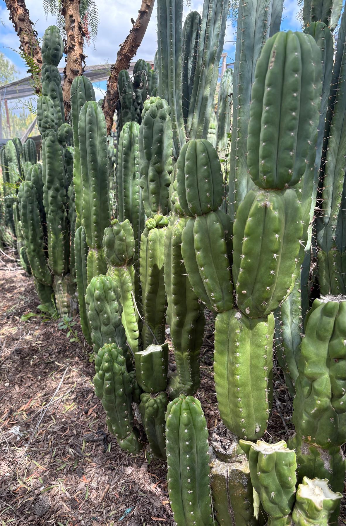 san pedro monstrose cactus #EC144 Trichocereus Pachanoi Monstrose TPM Cactus Cuttings Trichocereus Pachanoi Monstrose REVERT Cutting 14-16"