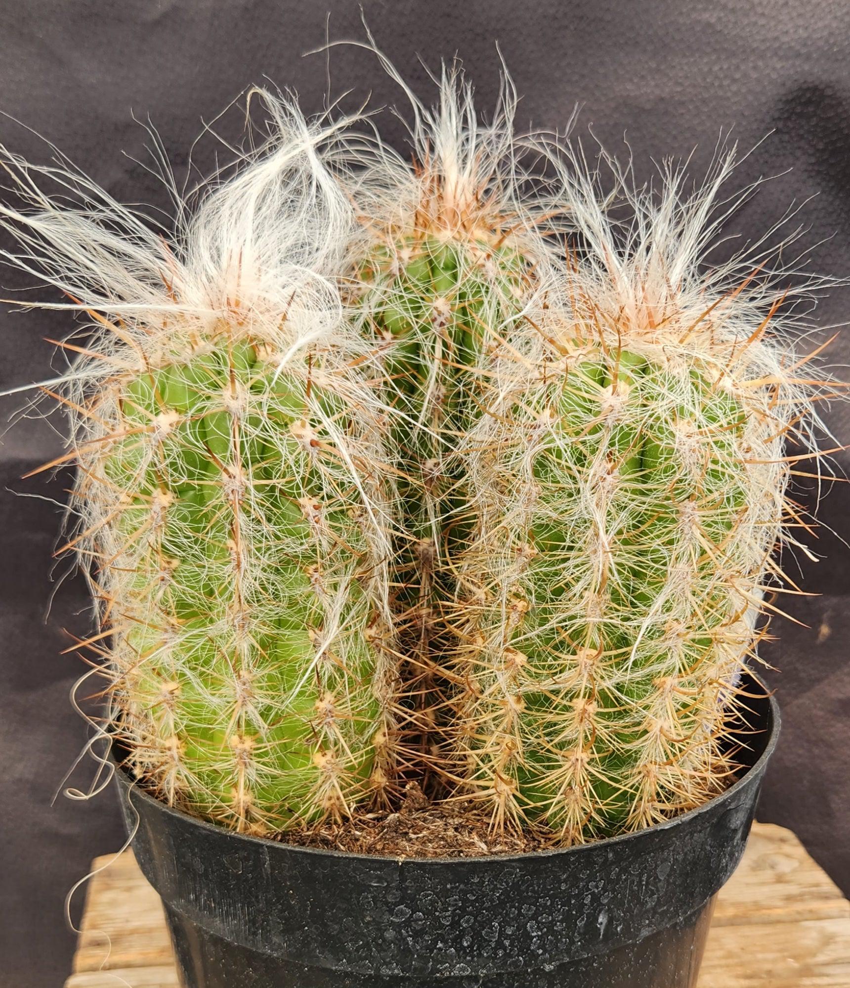 #EC145 EXACT Oreocereus Celsianus Old Man Cactus-Cactus - Large - Exact-The Succulent Source