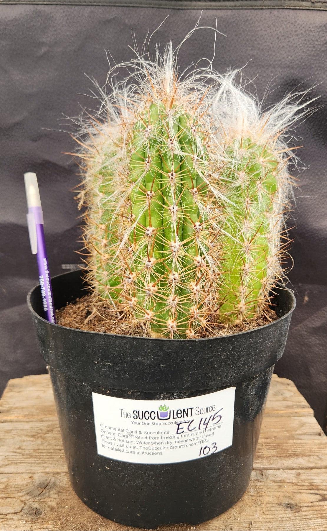 oreocereus celsianus 13苗　抜き苗 Oreocereus celsianus - Old Man – AceMegaSucculents