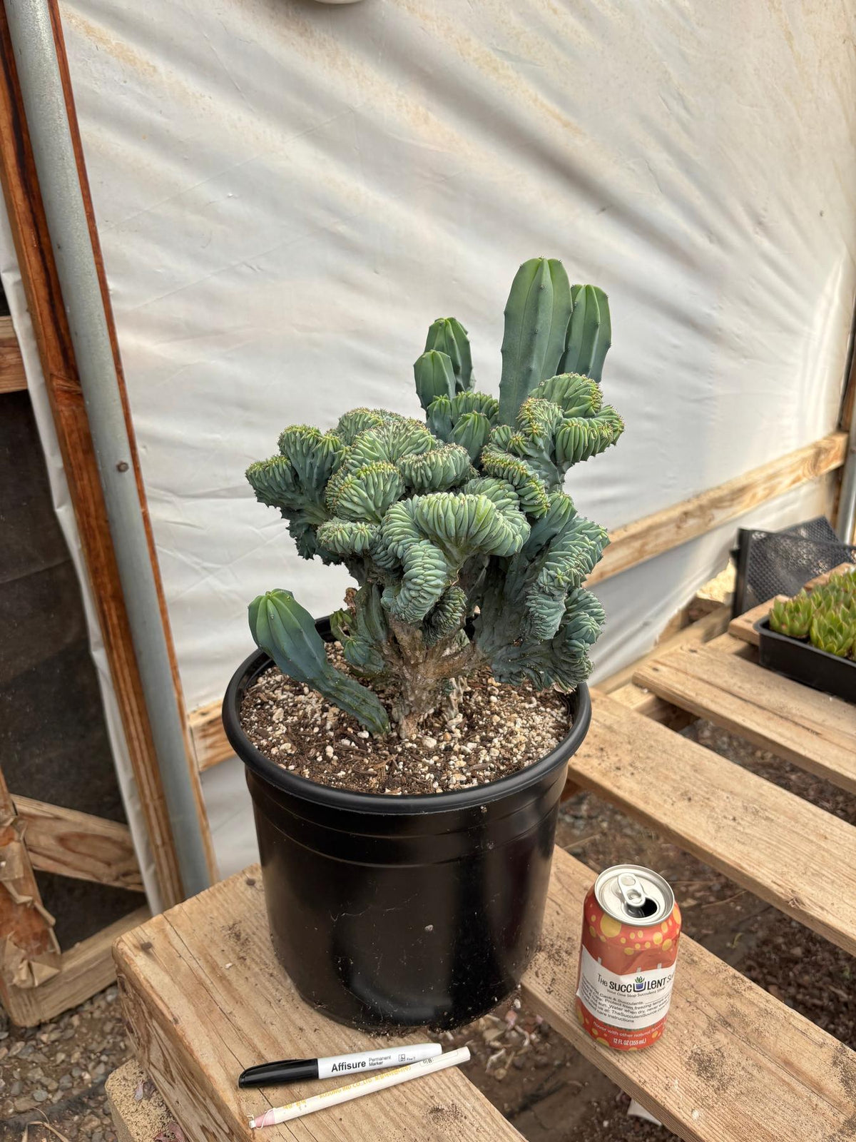 #EC146 EXACT Myrtillocactus Geometrizans Elite Crested Cactus-Cactus - Large - Exact-The Succulent Source
