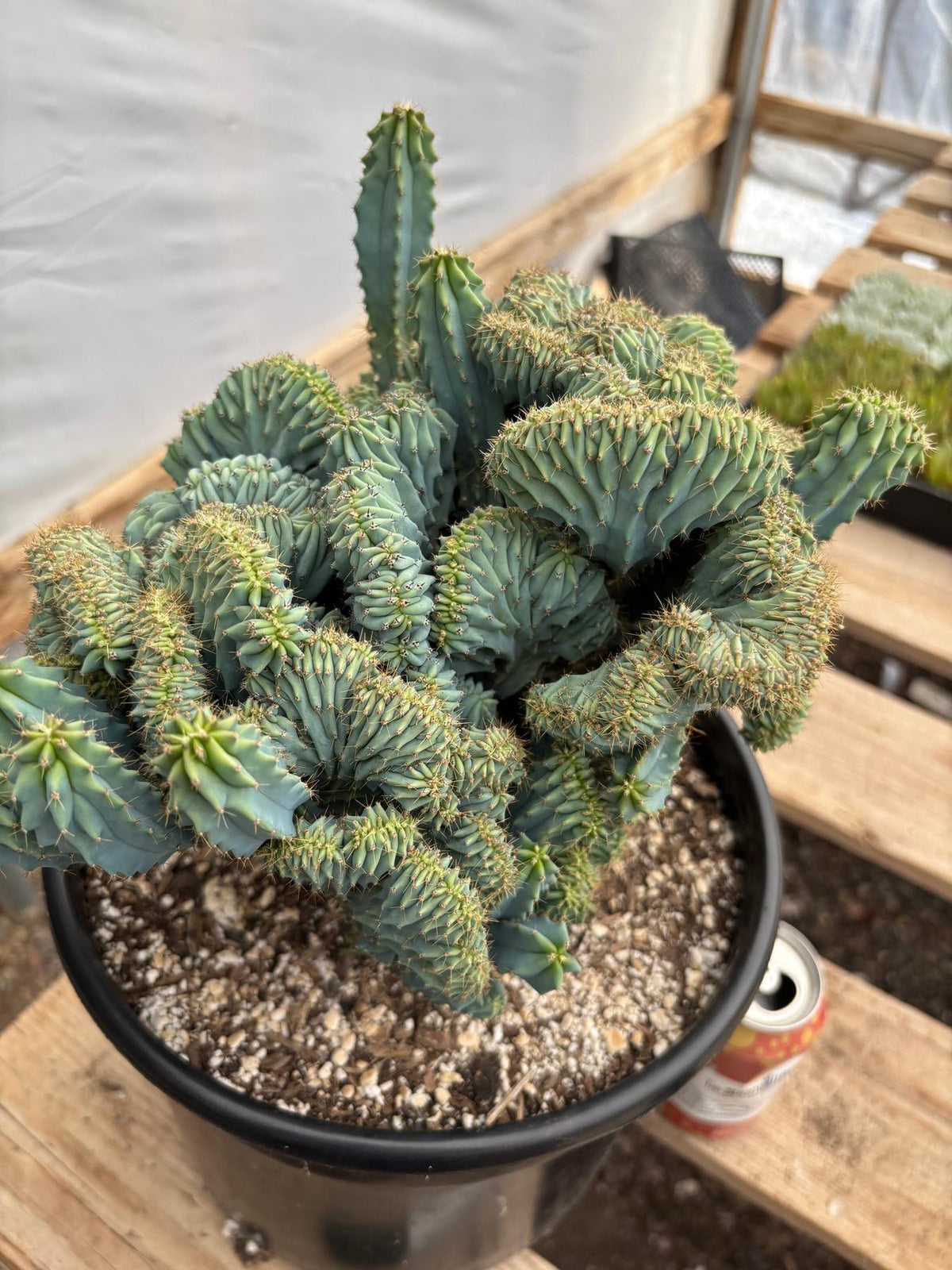 #EC146 EXACT Myrtillocactus Geometrizans Elite Crested Cactus-Cactus - Large - Exact-The Succulent Source