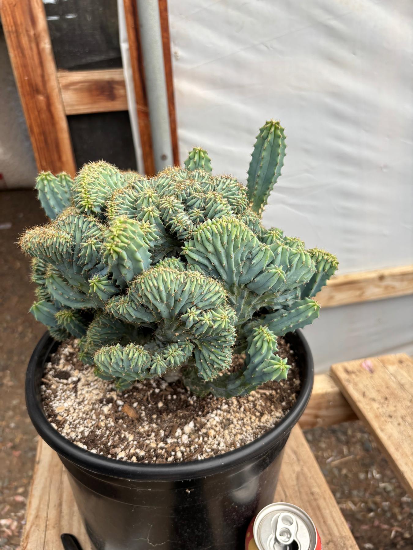 #EC146 EXACT Myrtillocactus Geometrizans Elite Crested Cactus-Cactus - Large - Exact-The Succulent Source