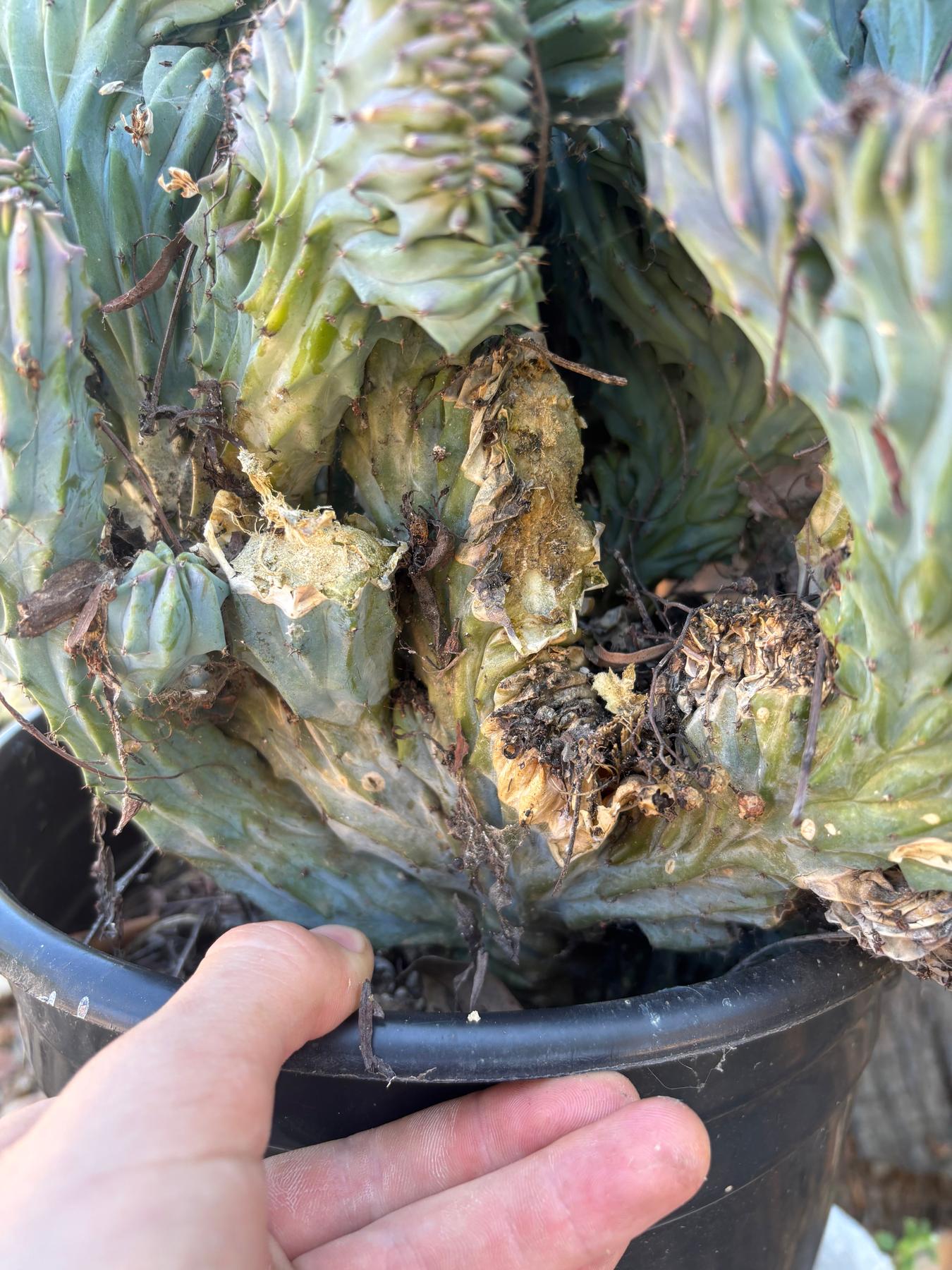 #EC146 EXACT Myrtillocactus Geometrizans Elite Crested Cactus-Cactus - Large - Exact-The Succulent Source