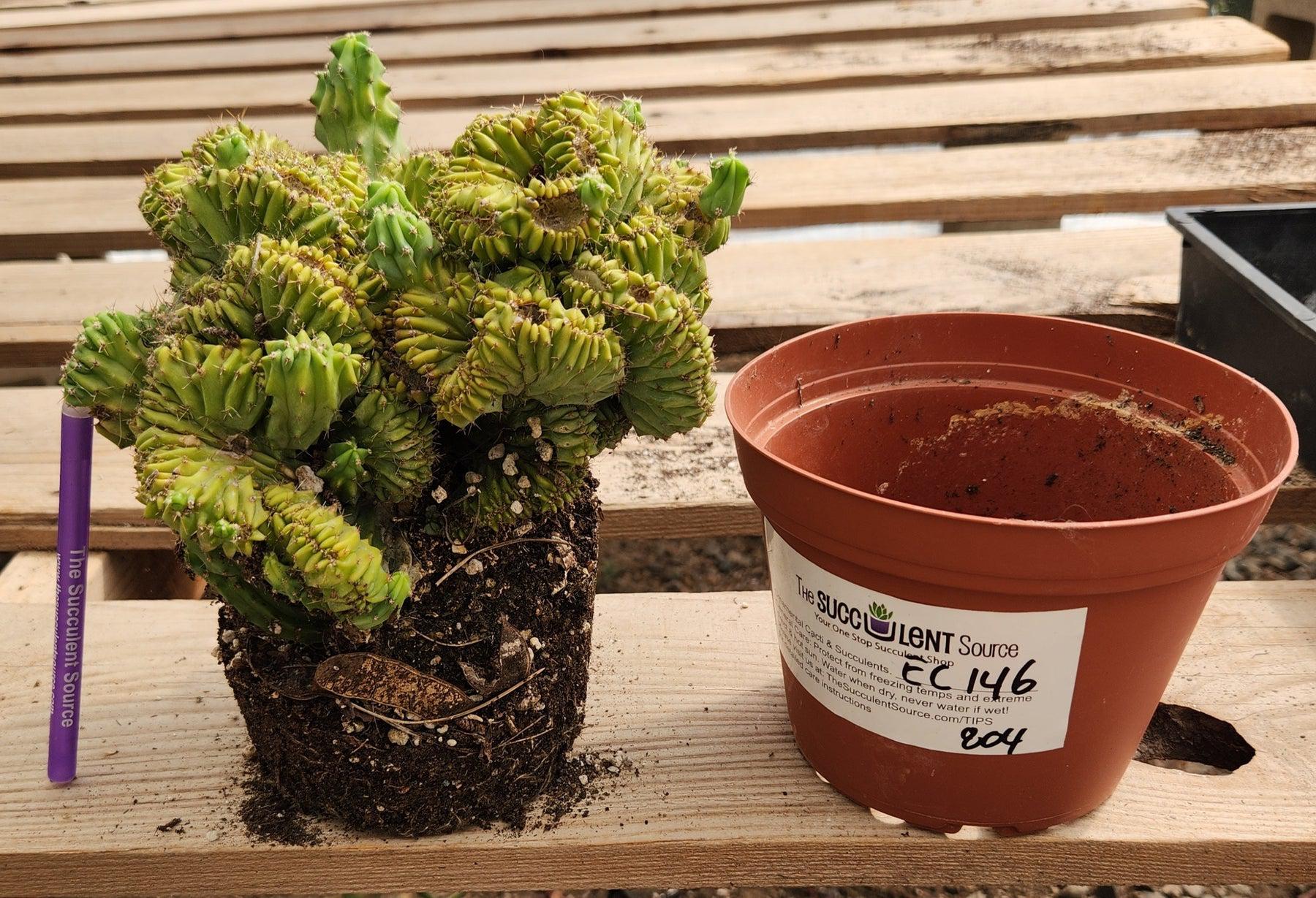 #EC146 EXACT Myrtillocactus Geometrizans Elite Crested Cactus-Cactus - Large - Exact-The Succulent Source